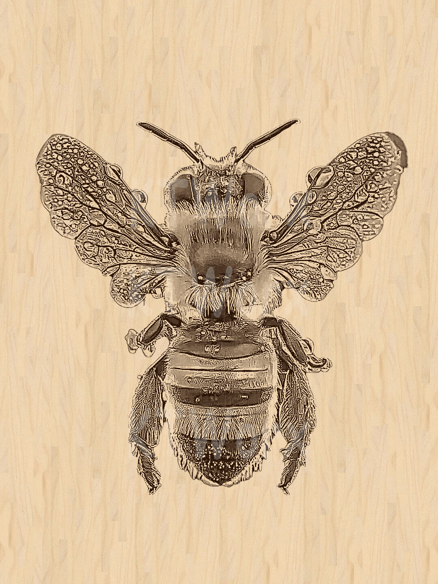 3D Illusion Engraving -Bee, Dew Bee